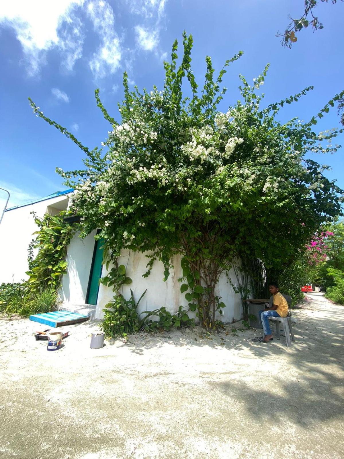 Maavaharu Guest House هيمافوشي المظهر الخارجي الصورة